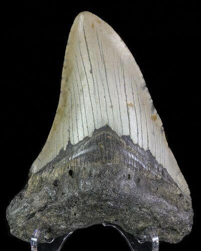 Bargain, Megalodon Tooth - North Carolina #66440